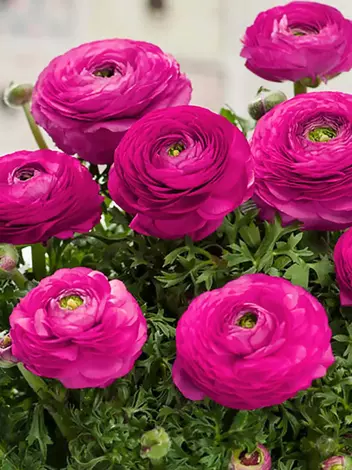 Jaskier (Ranunculus) Pink 5 szt.