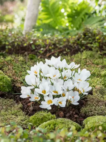 Krokus Botaniczny (Crocus) 'Ard Schenk' 10 szt.