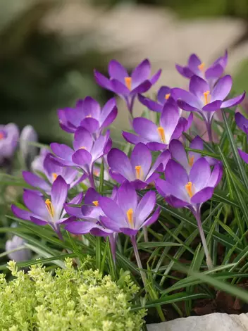 Krokus Botaniczny (Crocus) 'Ruby Giant' 10 szt.