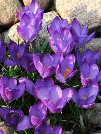 Krokus Wielkokwiatowy (Crocus) 'Purpureus' 10 szt.