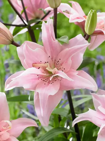 Lilie (Lilium) 'Elodie'