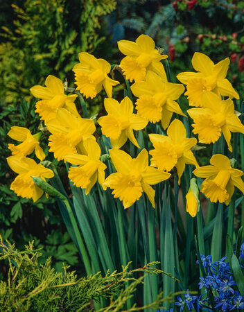 Narcyz (Narcissus) 'King Alfred' 3 szt.