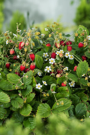 Poziomka (Fragaria v.) 'Baron' - don. P9