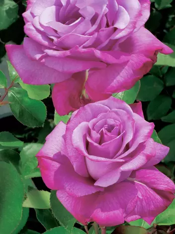 Róża wielkokwiatowa 'Lila Wunder'
