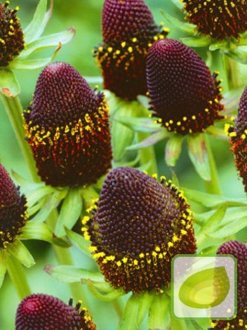 Rudbekia (Rudbeckia) Green Wizzard