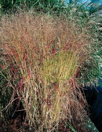 Trawa Ozdobna Proso (Panicum) Rehbraun 1 szt.