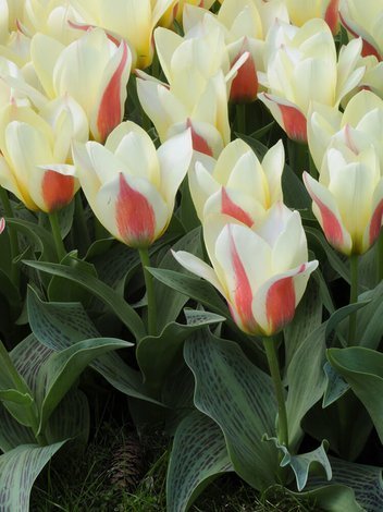 Tulipan Kaufmanna (Tulipa) 'Johann Strauss' 5 szt.