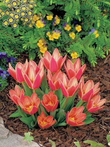 Tulipan Kaufmanna (Tulipa) 'Shakespeare' 5 szt.