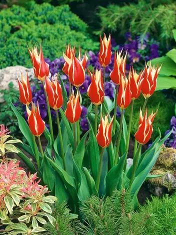 Tulipan Liliokształtny (Tulipa) 'Aladdin' 5 szt.