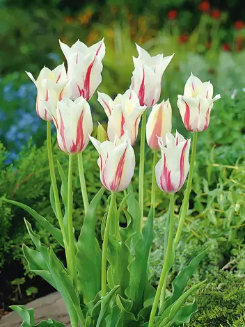 Tulipan Liliokształtny (Tulipa) 'Marilyn' 5 szt.