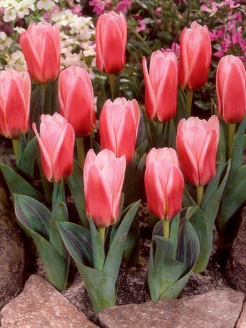 Tulipan Niski (Tulipa) 'Heart's Delight' 5 szt.