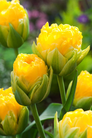 Tulipan Pop Up Yellow