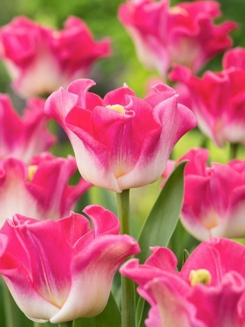 Tulipan Triumph (Tulipa) 'Crown of Dynasty' 5 szt.