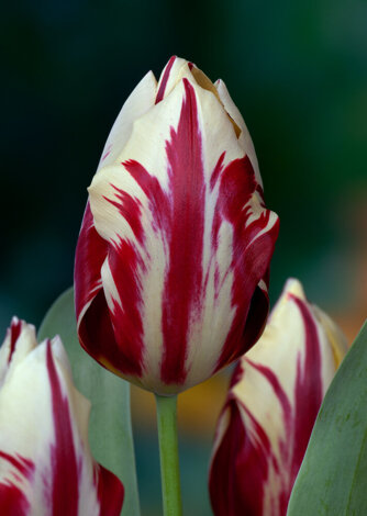 Tulipan Triumph (Tulipa) Grand Perfection 5 szt.