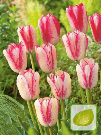 Tulipan Triumph ( Tulipa ) Moulin Rouge 5 szt.