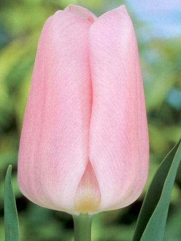 Tulipan Triumph (Tulipa) 'Synaeda Amor' 5 szt.