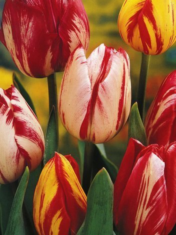 Tulipan Triumph (Tulpe) 'Rembrandt' mix 10 szt.