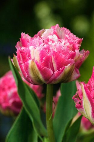 Tulipan ( Tulipa ) Crispion Sweet 5 szt.