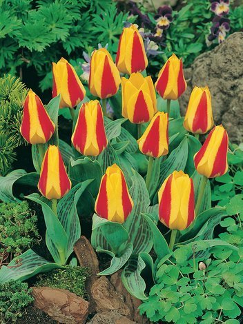 Tulipan (Tulipa) 'Stresa' 5 szt.