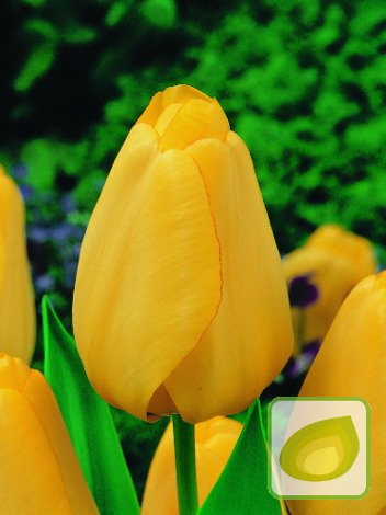 Tulipan Żółty ( Tulipa ) Mix 100 szt. PROMOCJA