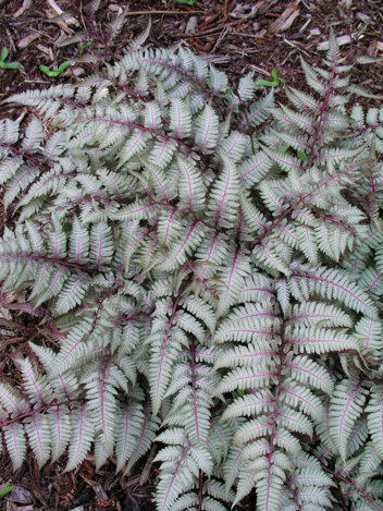 Wietlica Japońska (Athyrium) 'Silver Falls' 