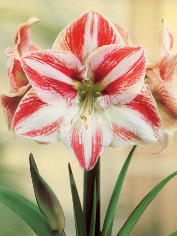 Zwartnica (Hippeastrum) 'Clown' - cebulka XXL 1 szt.